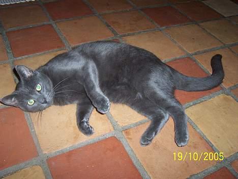 Russian Blue moses billede 7