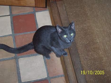 Russian Blue moses billede 8