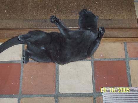 Russian Blue moses billede 9