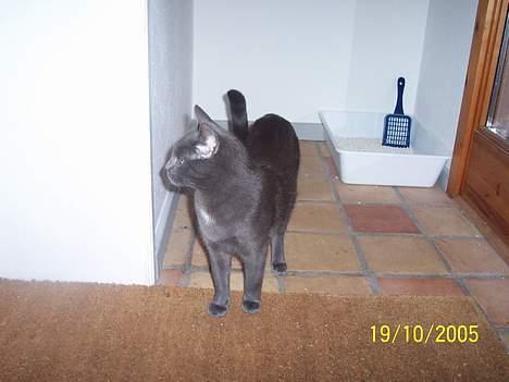Russian Blue moses billede 10
