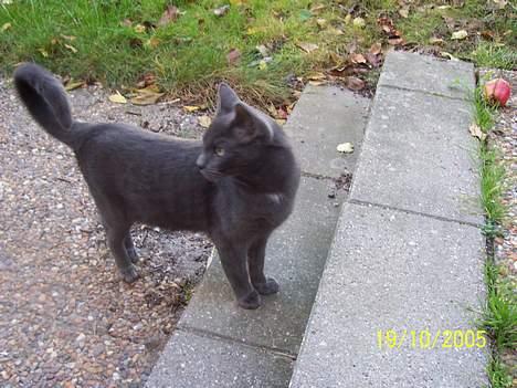 Russian Blue moses billede 11