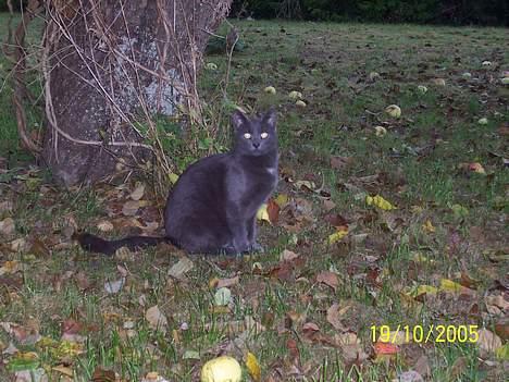 Russian Blue moses billede 12