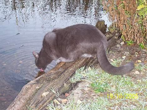 Russian Blue moses billede 13