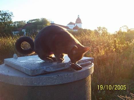 Russian Blue moses billede 14