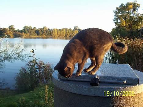 Russian Blue moses billede 15