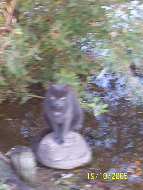 Russian Blue moses billede 16