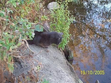 Russian Blue moses billede 17