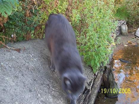 Russian Blue moses billede 18