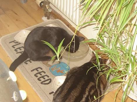 Huskat Silke - Silke spiser og Cæsar drikker vand  billede 10