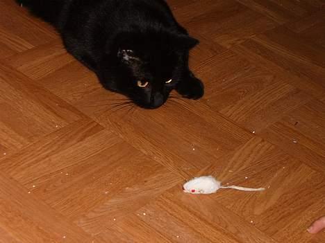 Blanding af racer bølle ( rendt væg ) :-(( - min mus  billede 16