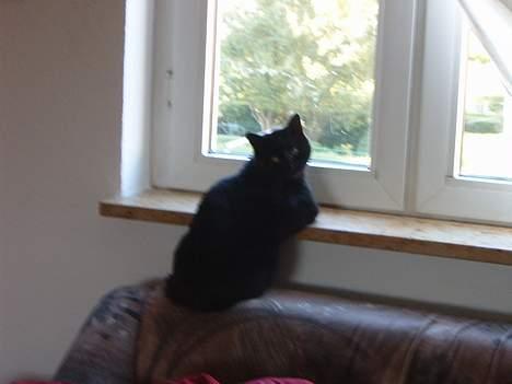 Blanding af racer bølle ( rendt væg ) :-(( billede 17