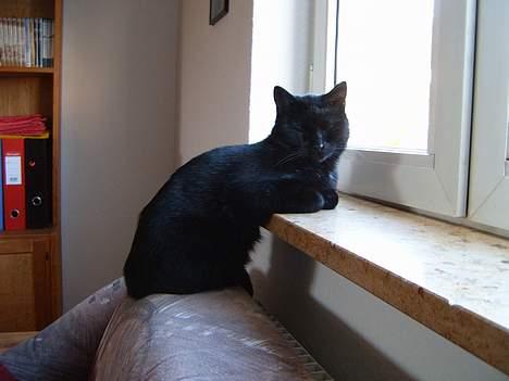 Blanding af racer bølle ( rendt væg ) :-(( billede 18