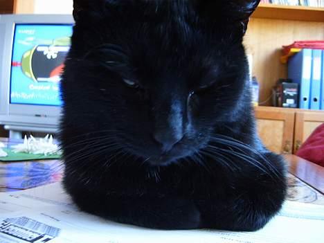 Blanding af racer bølle ( rendt væg ) :-(( billede 19