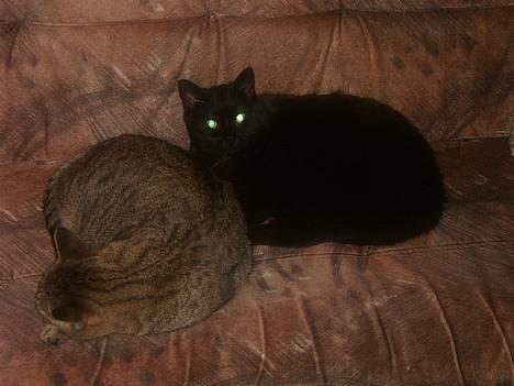 Blanding af racer bølle ( rendt væg ) :-(( billede 20