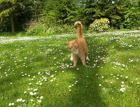 Blanding af racer Felix - min lille felix :D billede 2