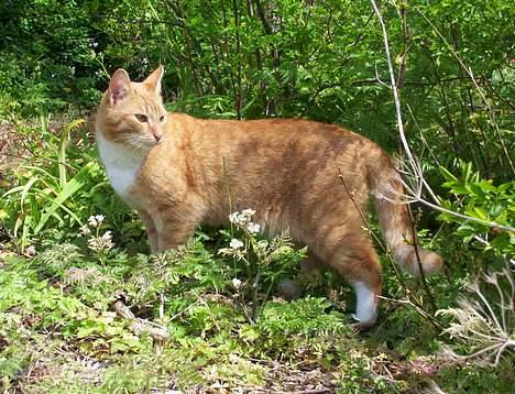 Blanding af racer Felix - en løve ;P billede 3