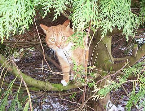 Blanding af racer Felix billede 4