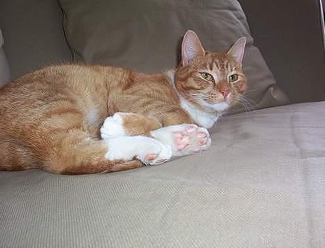 Blanding af racer Felix billede 5