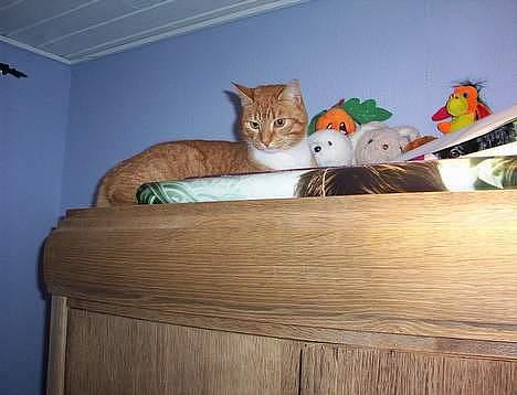 Blanding af racer Felix billede 6