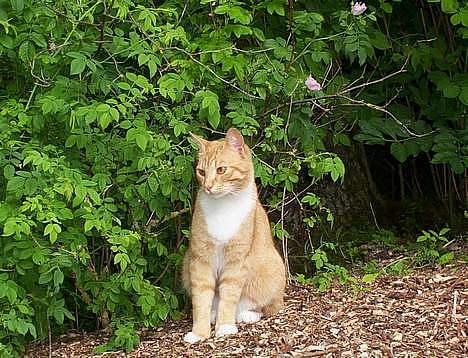 Blanding af racer Felix billede 7