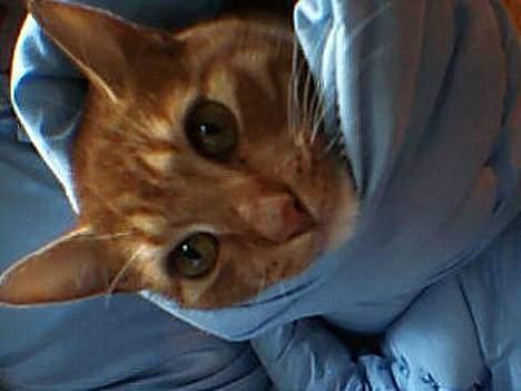 Blanding af racer Felix - lille baby ;p hehe .. billede 8