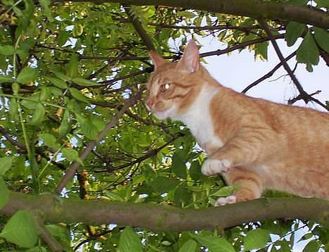Blanding af racer Felix - på jagt efter fugle (; billede 9