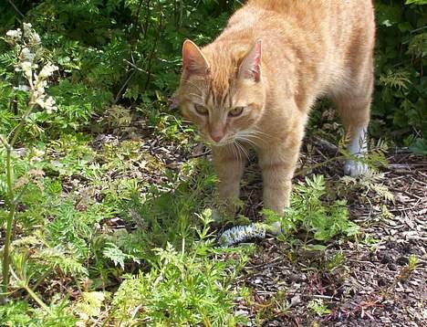 Blanding af racer Felix - gr, farlig missekat ;P billede 10