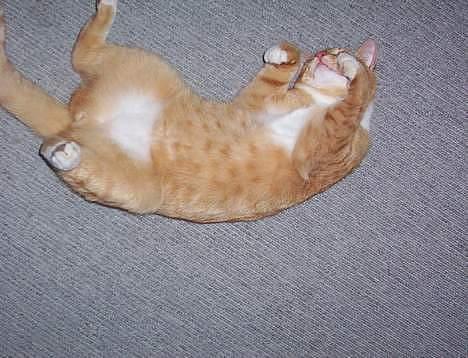 Blanding af racer Felix - rulle rundt :o hehe .. billede 11