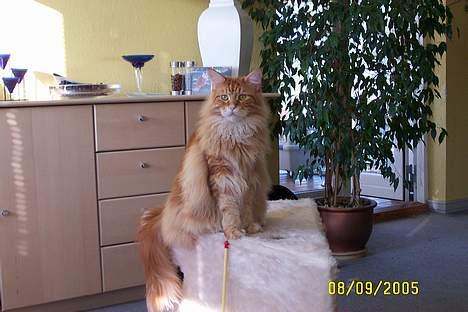 Maine Coon the dream (felix) billede 11