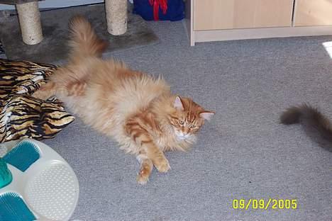 Maine Coon the dream (felix) billede 13