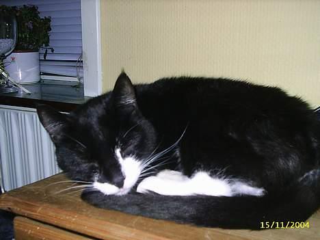 Blanding af racer Oliver - Sover lige  billede 6