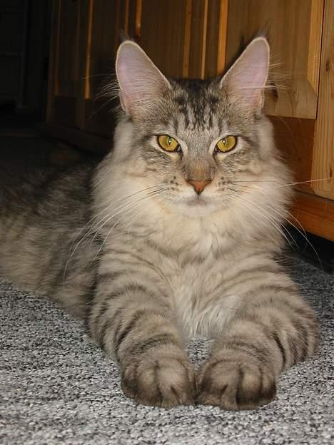 Maine Coon Cæzar - :o) billede 15
