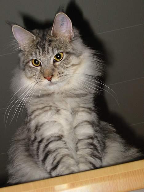 Maine Coon Cæzar - nuttet billede 16