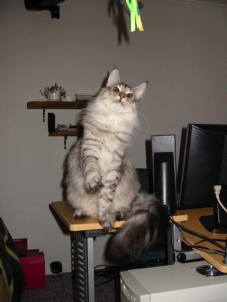 Maine Coon Cæzar - hold nu den drillepind stille ss billede 17