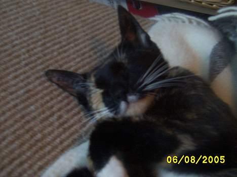 Blanding af racer Venus de Miau - Det er så dejligt at sove. Især på ryggen. billede 2