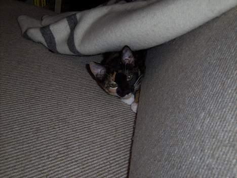 Blanding af racer Venus de Miau - Mon der er nogen, der kan se mig, når jeg ligger her?  billede 3