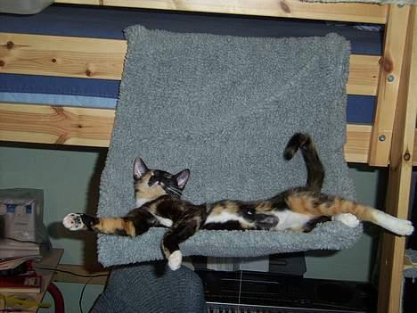 Blanding af racer Venus de Miau - Gode katte har det godt. billede 4