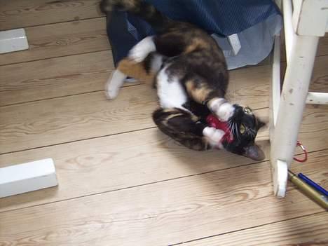 Blanding af racer Venus de Miau - En papirspose at gemme sig i og en bunke fjer,  jeg kan lege med. Så bliver livet ikke bedre!!! billede 5