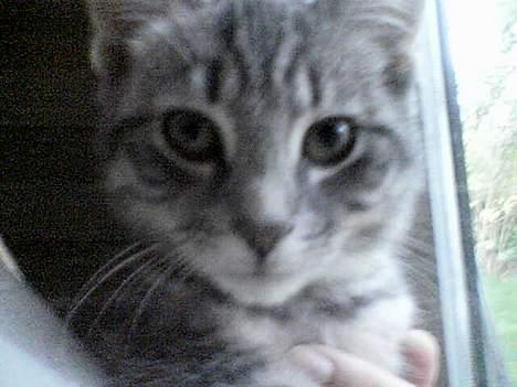 Blanding af racer Viggo - Et rigtig godt billede af min charmetrold... Synes jeg selv :) billede 3