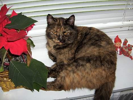 Blanding af racer Whisky - Må jeg ikke nok sove i fred?? billede 1