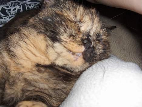 Blanding af racer Whisky - Tusind tak!! billede 2