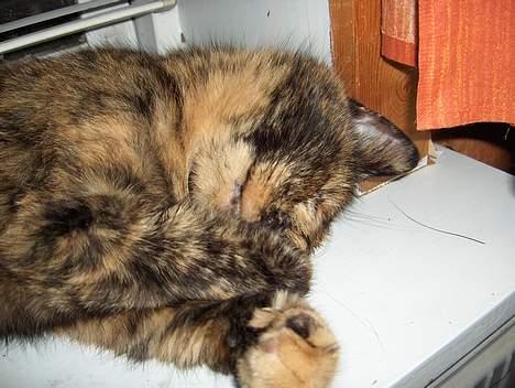 Blanding af racer Whisky - zzzzzz.....hmmm...gad vide om der er mere tun tilbage??? billede 3