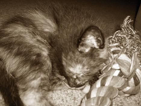 Blanding af racer Whisky's killinger:) billede 1