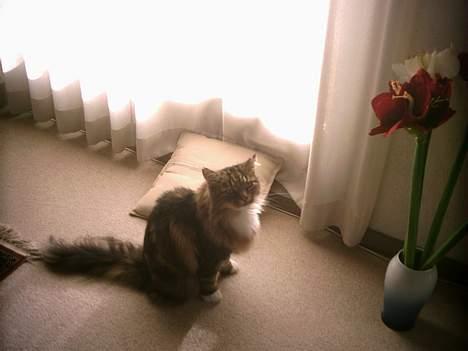 Norsk Skovkat Benjamin - jeg vil gerne ud... hvad synes du? billede 1