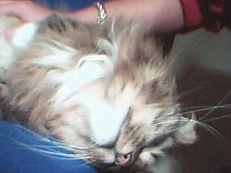 Norsk Skovkat Benjamin - Ahhhhhh!!! bli ved!! billede 2