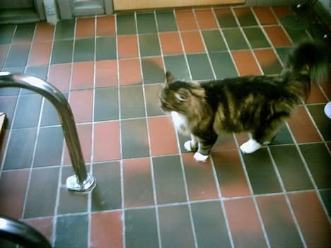 Norsk Skovkat Benjamin - Lalalalala... oO(det var ike mig) billede 3