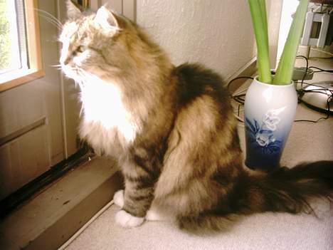 Norsk Skovkat Benjamin - Der er nogen ude u min have.... hmm.. Luk mig lige ud *gnæk gnæk* billede 4