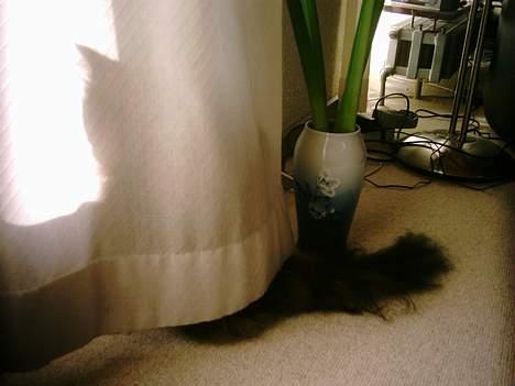 Norsk Skovkat Benjamin - Jeg gemmer mig!! Jeg ER her ikke!!!  billede 5