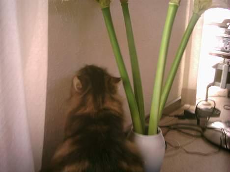 Norsk Skovkat Benjamin - Jeg vil ikke snakke med dig! Du er dum! jeg vil ha mad! billede 6