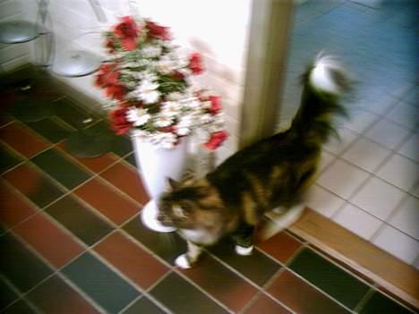 Norsk Skovkat Benjamin - Der kommer ikke nogen.... fri bane! Muhahahaha billede 7